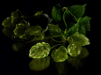 Hop cones with leaves on black background