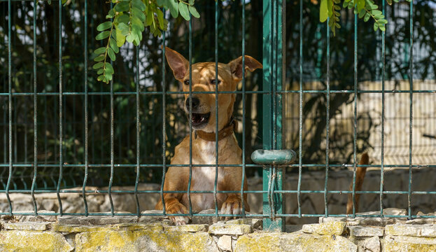 Dogs in kennel photographed in Portugal on a hot summer day with lots of sun
