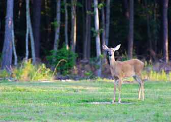 Single whitetail doe near a forest