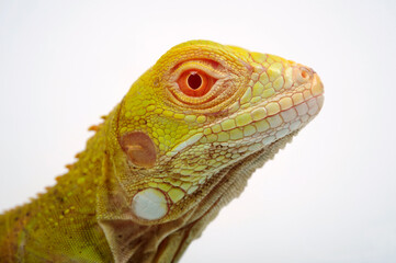 Green iguana, albino // Grüner Leguan, Albino (Iguana iguana) - obrazy, fototapety, plakaty