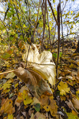 
dry leaf hanging on a tree in fall