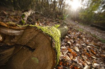 
moss growing on a felled tree