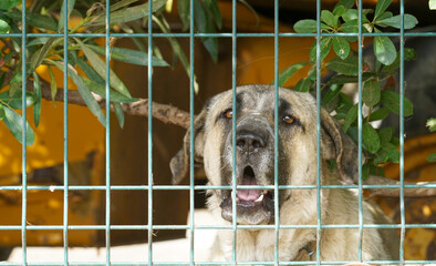 Dogs in kennel photographed in Portugal on a hot summer day with lots of sun