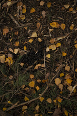
autumn golden leaves lying on the litter