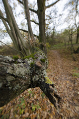 close-up on the bark of an overturned tree in the forest