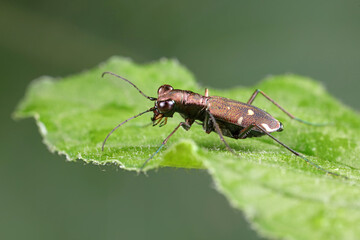Fototapeta premium Spotted tiger beetles inhabit wild plants in North China