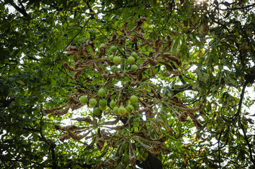 
chestnuts growing on a tree in a park in autumn