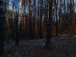 Fototapeta premium Winter forest