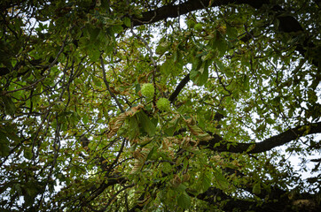 
chestnuts growing on a tree in a park in autumn