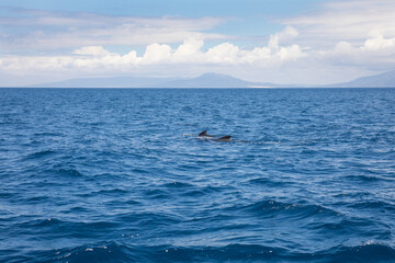 two distant pilot whales swimming in Atlantic Ocean in front of Spain