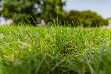 
beautifully growing green grass in the park