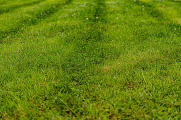 Naklejka premium beautiful green trimmed grass in the park
