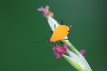 Aphids crawl on green plants