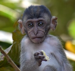 Cute baby macaque sitting in a tree and looking at the camera