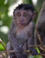Close up of a beautiful baby macaque monkey in a tree