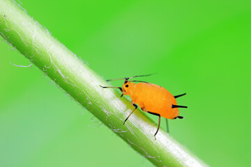 Aphids crawl on green plants