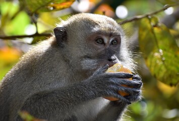 Macaque monkey enjoying some fruit in the jungle