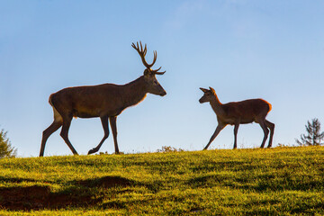 Red deers in the grass