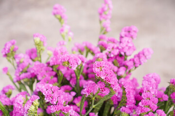 Obraz premium Bouquet from purple and pink statice flowers on gray blackground with copy space ,selective focus