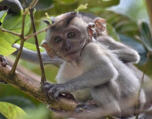 Cute baby macaque monkey in a tree looking at the camera