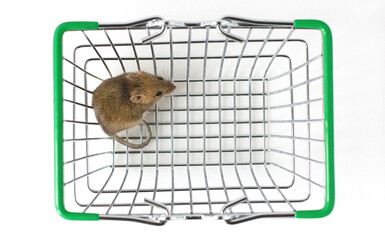 Interested Wood mouse (Apodemus sylvaticus) isolated on white background. This cute looking mouse...