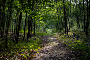 Obraz premium A beautiful glade in the forest lit up by the sunlight. Picture from near Ringsjon, Scania county, Sweden