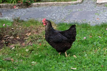 Poule en liberté dans un jardin
