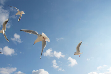 Seagulls fly in the air on the background of the blue sky and white-gray clouds, bottom view. Sunny autumn day.