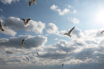Seagulls fly in the air on the background of the blue sky and white-gray clouds, bottom view. Sunny autumn day.