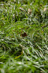 
macro green grass in the autumn forest