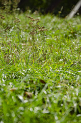 
macro green grass in the autumn forest