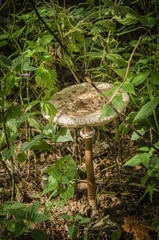 
macro large kite growing in autumn grass