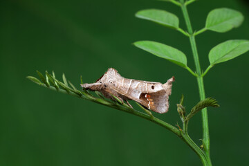 Moths on leaves in nature, North China Plain