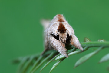 Moths on leaves in nature, North China Plain