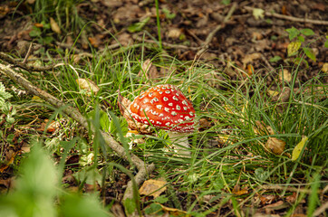 
macro of a red toadstool with white dots