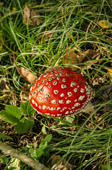 
macro of a red toadstool with white dots