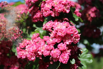 pink flowers