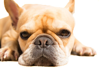 Face of a funny French Bulldog relaxing on a perfect white background