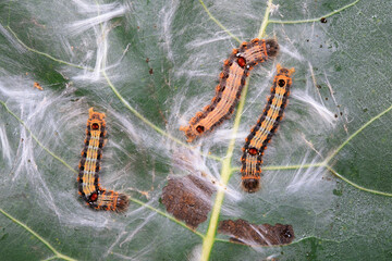 The larvae of moths are covered with bristles and look terrible