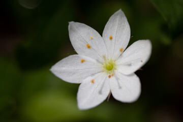 Biały kwiat siódmaczka leśnego z bliska