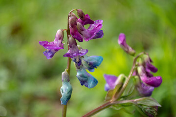 Fioletowe kwiaty groszku wiosennego makro © Meija