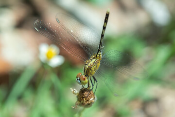 Dragonfly on flower in the garden.