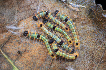 The larvae of moths are covered with bristles and look terrible