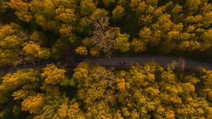  the car quickly drives along the road through the autumn yellow forest on which the sun's rays fall
