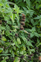 
dark gooseberries growing in the grass