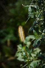 
close-up of small corn growing in the bushes
