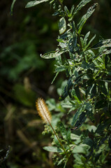 
close-up of small corn growing in the bushes