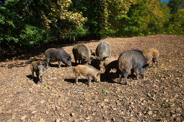 A group of wild boars in woods
