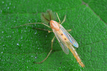 Chironomid males inhabit wild plants, North China