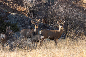 Mule Deer Does